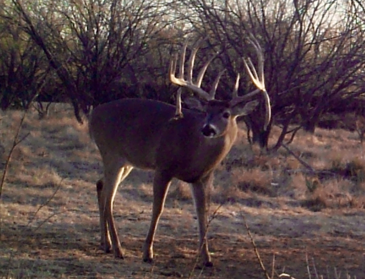 What Is High Fence Hunting What Is High Fence Hunting